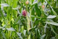 Green stalks of corn with a cob of pink Royalty Free Stock Photo