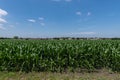 Green stalks of corn covered in large, waxy leaves growing in a farm field