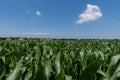 Green stalks of corn growing in a rural farm field