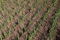 Green stalks of garlic planted in a rows