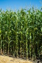 Green stalks and heads of silage corn in the field