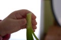 Green stalks of onions in white