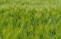Green stalks of wheat