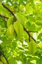 Green star apple fruit Royalty Free Stock Photo