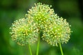 Green star ball leek, garden leek, Allium cristophii, allium giganteum ornamental plant, big round yellow flowers blossom close up Royalty Free Stock Photo