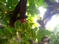 Green star fruit along with its flowers on tree. Blurred nature background.