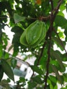 The green star fruit sticks to the tree Royalty Free Stock Photo