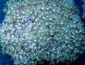 Green star polyp coral colony Royalty Free Stock Photo