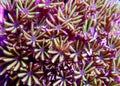 Green star polyps coral Royalty Free Stock Photo