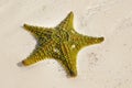 Green starfish Royalty Free Stock Photo