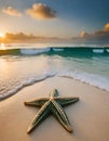 Green Starfish on the sand on the edge of the ocean at sunset Royalty Free Stock Photo