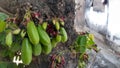 The green starfruit autentic fruit from indonesia