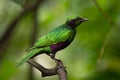 Green Starling