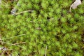 Green stars on the floor