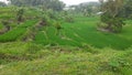 Green and steeping farming field in Indonesia
