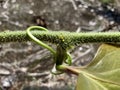 A stem of Smilax Setosa covered by thorns