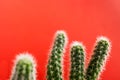 Green stems of cactus on trendy bright red background.