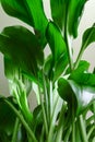 Green stems and leaves of the houseplant Aspidistra elatior.