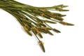 Green Stems Leaves and Mature Seed Pods of Wild Grass Royalty Free Stock Photo