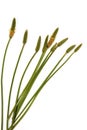 Green Stems Leaves and Mature Seed Pods of Wild Grass Royalty Free Stock Photo