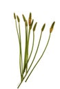 Green Stems Leaves and Mature Seed Pods of Wild Grass Royalty Free Stock Photo