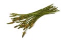 Green Stems Leaves and Mature Seed Pods of Wild Grass Royalty Free Stock Photo