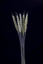 Green stems of wheat on a black background. Raw wheat spikelets on a dark background Royalty Free Stock Photo