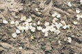 Green stems and white petals of decapitated tulips from close