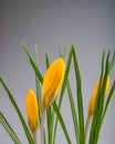 Green stems and yellow flowers of crocus.