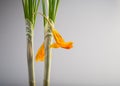 Green stems and yellow flowers of crocus.