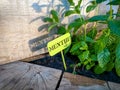 Green stencil sign saying Menthe in front of some mint growing