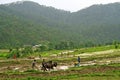 Green step farming and rice cultivation in rural h Royalty Free Stock Photo