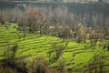 Green step farming in rural himalayan region Royalty Free Stock Photo