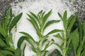 Green stevia and granulated sugar .Stevia rebaudiana.Vegetable sweetener.Stevia plant.Alternative Low Calorie Vegetable Royalty Free Stock Photo