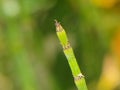 The Green Stick Of Bamboo Trees