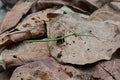 Green stick bug aka Ramulus artemis,aka Vietnamese stick insect