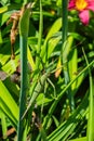 Green stick insect or green Phylliidae. The green Phasmatodea sits on the leaves of flowers in the garden. Royalty Free Stock Photo