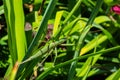 Green stick insect or green Phylliidae. The green Phasmatodea sits on the leaves of flowers in the garden. Royalty Free Stock Photo