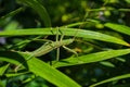 Green stick insect or green Phylliidae. The green Phasmatodea sits on the leaves of flowers in the garden. Royalty Free Stock Photo