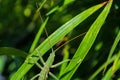 Green stick insect or green Phylliidae. The green Phasmatodea sits on the leaves of flowers in the garden. Royalty Free Stock Photo