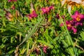 Green stick insect or green Phylliidae. The green Phasmatodea sits on the leaves of flowers in the garden. Royalty Free Stock Photo