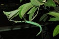 Green stick insect hanging in the leaves Royalty Free Stock Photo