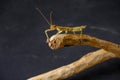 green stick insect master of disguise sits on brown branch with black background