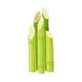 Green Sticks of Sugarcane Plant Isolated on White Background Vector Illustration