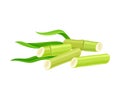 Green Sticks of Sugarcane Plant Isolated on White Background Vector Illustration