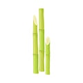 Green Sticks of Sugarcane Plant Isolated on White Background Vector Illustration