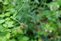 Green sticky seeds of geum urbanum or wood avens