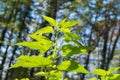 Green stinging nettle