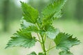 Green stinging nettle in garden