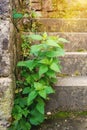 Green stinging nettle